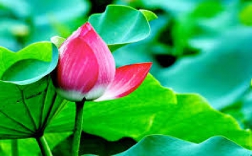 Ngũ đăng hội nguyên - Còn có cái đó sao?